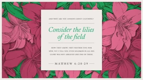 Matthew 6:28-29